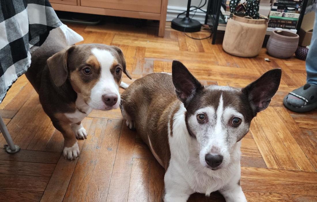 Hannibal and Cinnamon next to each other in their home